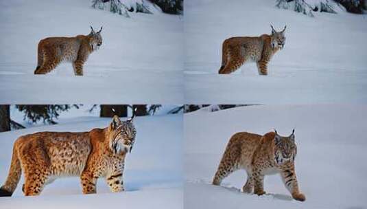 雪地一只猞猁高清在线视频素材下载