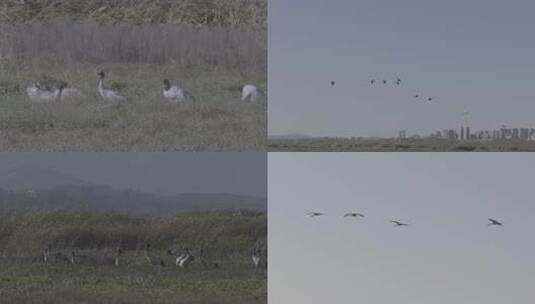 1月14日----黑颈鹤4K01高清在线视频素材下载