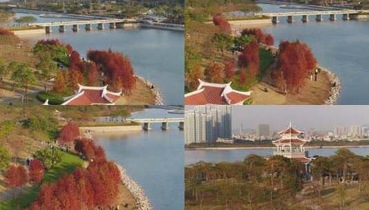 厦门 海沧 马銮湾 湿地公园 落羽杉高清在线视频素材下载