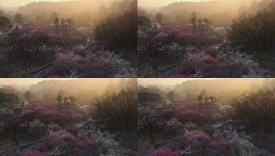 杭州植物园梅花高清在线视频素材下载