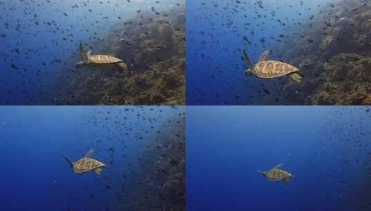 海底海龟近距离拍摄高清在线视频素材下载