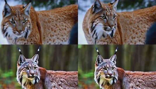 野生猞猁 近景高清在线视频素材下载