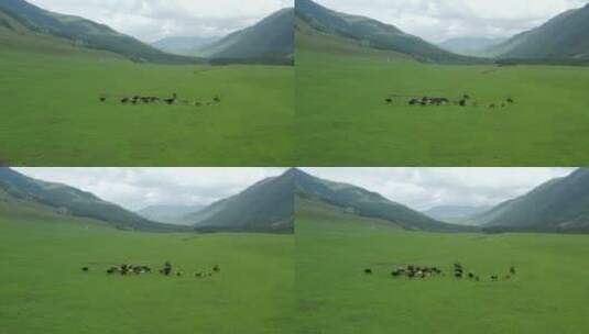 新疆草原航拍高清在线视频素材下载