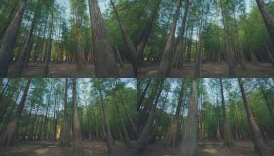 傍晚唯美杉树树林风景4k视频素材高清在线视频素材下载