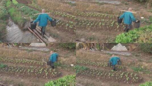 农民挑水灌溉自留地农夫浇菜高清在线视频素材下载