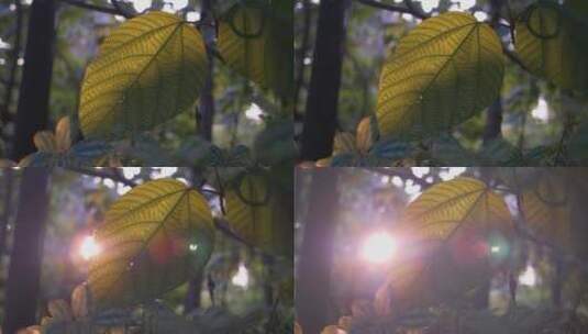 日光下的热带树叶高清在线视频素材下载