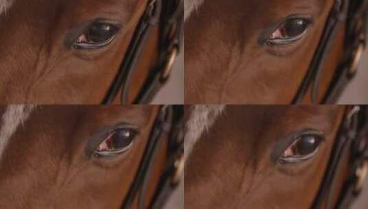 马匹的眼睛特写镜头高清在线视频素材下载