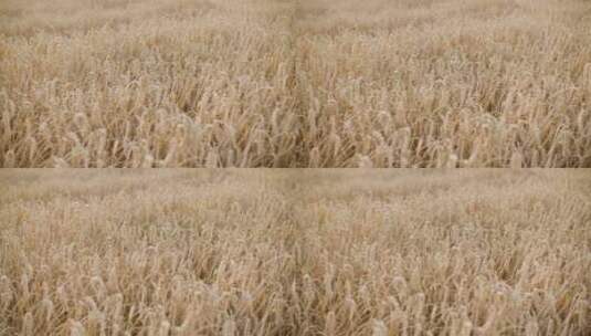 麦田里成熟的小麦高清在线视频素材下载