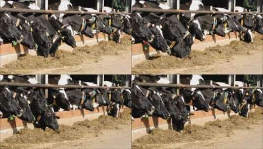 牛在马厩里吃草高清在线视频素材下载