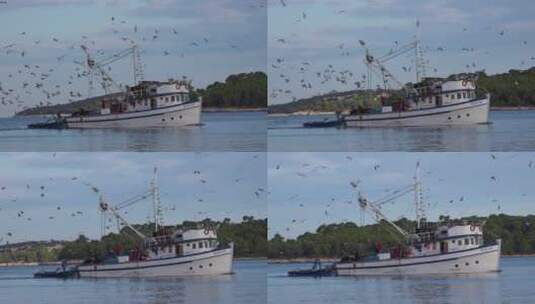海鸥追赶着渔船高清在线视频素材下载