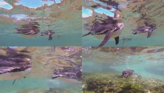 企鹅在水下游泳高清在线视频素材下载