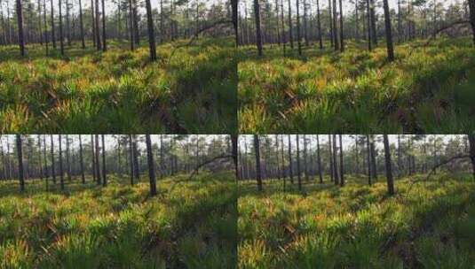 佛罗里达沼泽地的草和树高清在线视频素材下载