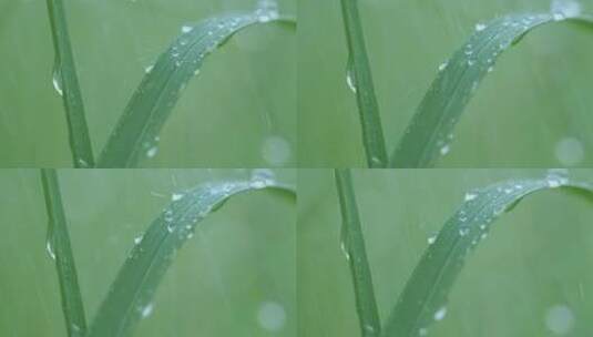 春雨打在青草上，雨滴滑落视频素材高清在线视频素材下载