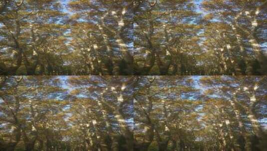 实拍秋天枫叶林植物高清在线视频素材下载