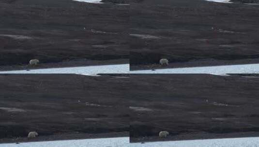 北极北极熊2-58高清在线视频素材下载