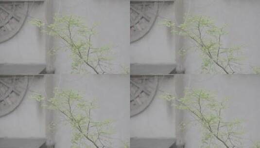 4K 水杉 枝叶 春天风雨中高清在线视频素材下载