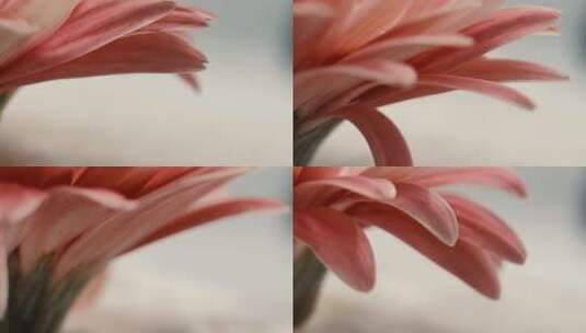 特写非洲雏菊粉色高清在线视频素材下载