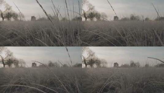 森林里冬天的干草高清在线视频素材下载