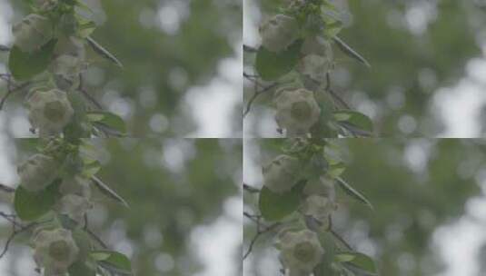 雨后唯美风铃花LOG素材高清在线视频素材下载