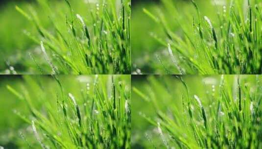 阳光绿色小草露珠高清在线视频素材下载