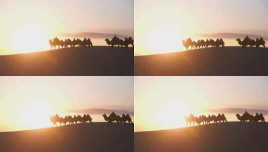 日落沙漠骆驼群高清在线视频素材下载