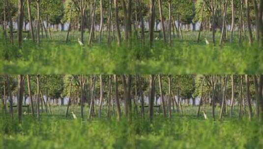 小树林中的白鹭高清在线视频素材下载