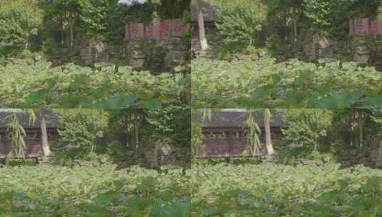 《桂湖一景》高清在线视频素材下载