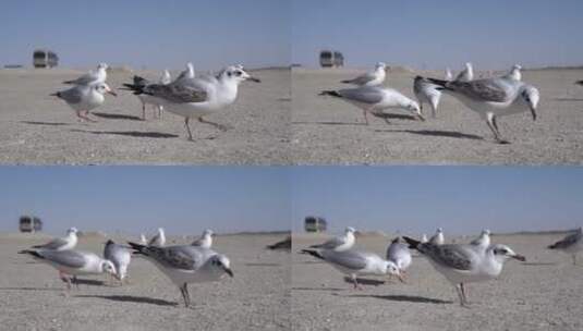 青海海西海鸥吃食慢镜头4K高清在线视频素材下载
