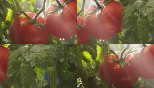 阳光下的番茄果实高清在线视频素材下载