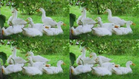 农村一群鸭子在树下休息吃草环境好天然高清在线视频素材下载