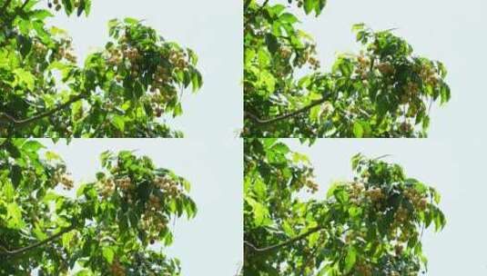 树上的黄皮果实高清在线视频素材下载