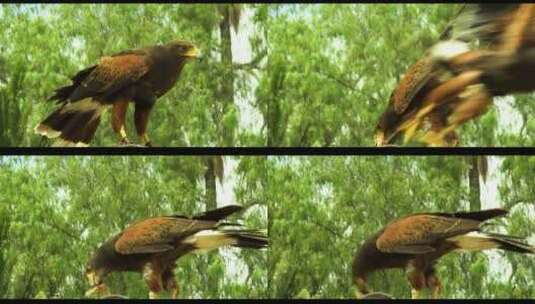 枝头上的老鹰动物园观赏鸟类高清在线视频素材下载