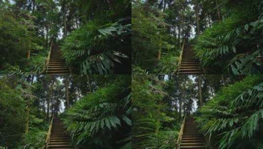 热带雨林原始森林丛林树林松树松柏砂仁种植高清在线视频素材下载