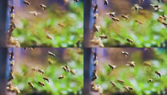 养蜂场蜂群在蜂箱前飞舞慢镜头高清在线视频素材下载