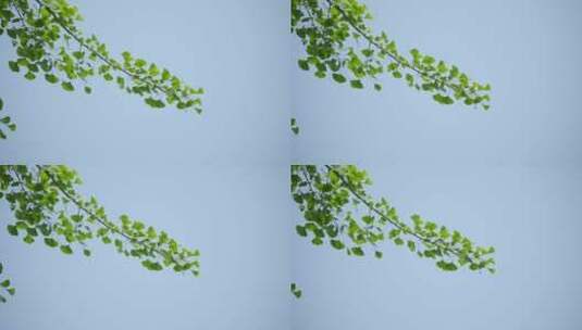 220516银杏树林B01686978高清在线视频素材下载