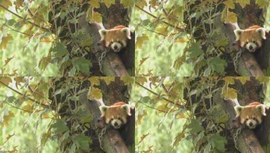 小熊猫坐在树上休息高清在线视频素材下载