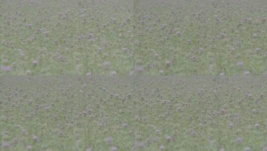 中草药水飞蓟种植LOG高清在线视频素材下载