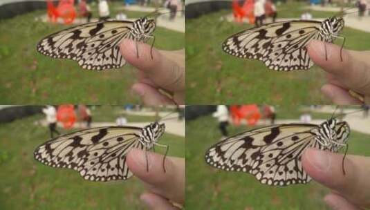 指尖美丽蝴蝶高清在线视频素材下载