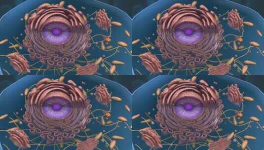 微观肝脏细胞肝组织细胞核3D三维动画高清在线视频素材下载