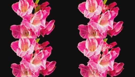 剑兰粉红色花朵开放高清在线视频素材下载