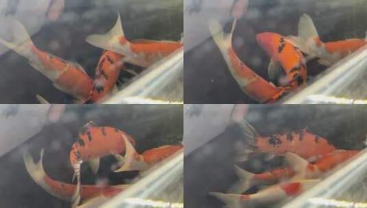 红色鲤鱼高清在线视频素材下载