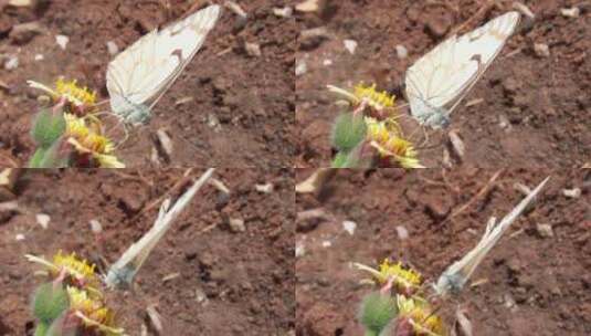 近距离拍摄蝴蝶在花朵上高清在线视频素材下载