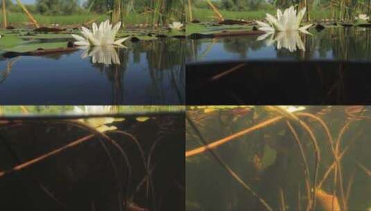 克罗地亚索德里卡湖睡莲的水下景观高清在线视频素材下载