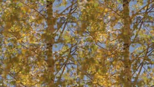 秋天的黄树叶高清在线视频素材下载