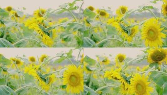 盛开的向日葵葵花花海高清在线视频素材下载