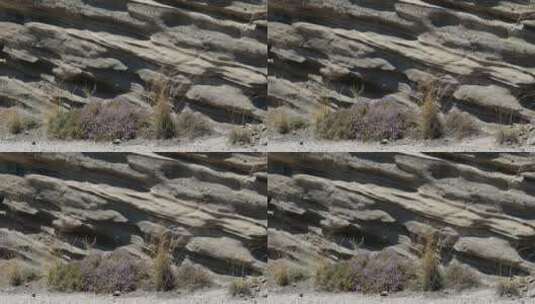 希腊圣托里尼的火山岩和花卉高清在线视频素材下载