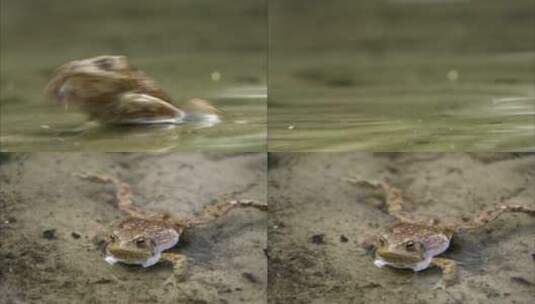 蟾蜍在水塘里高清在线视频素材下载