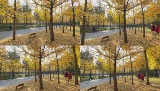 济南森林公园银杏树叶金黄，随风落叶高清在线视频素材下载