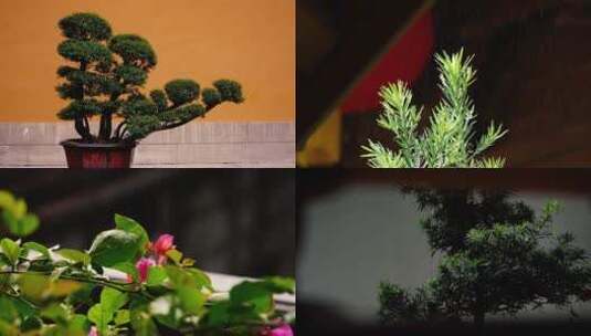 杭州法喜寺雨天植物落雨慢动作升格空镜高清在线视频素材下载