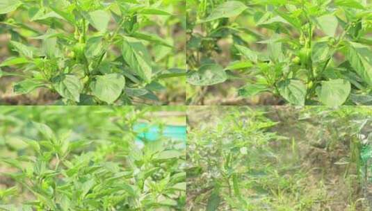 菜园辣椒生长种植拍摄高清在线视频素材下载